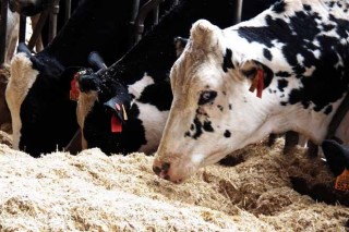 Tejerina anuncia una ayuda de 300 euros por vaca para las explotaciones con mayores dificultades