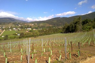 La Xunta recibió solicitudes para plantar 164 hectáreas de nuevo viñedo