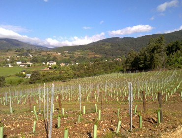 La Xunta destina 3 millones de euros para la reestructuración y reconversión de viñedos