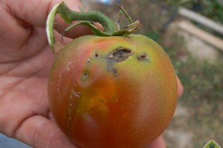 Métodos de lucha contra la Tuta Absoluta, la polilla del tomate