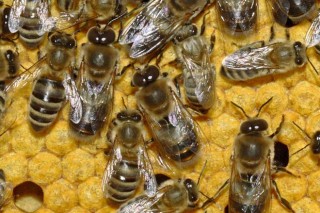 Baja la mortalidad de las abejas en la Unión Europea