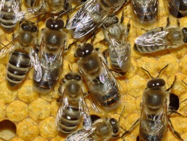 Curso de selección y mejora genética de la abeja negra autóctona gallega