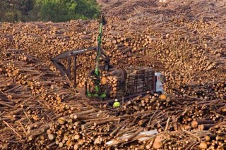La madera generó 278 millones de euros para los propietarios forestales gallegos en 2018