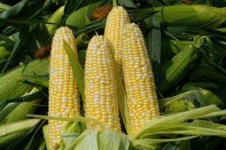 El maíz dulce: una alternativa para la agricultura tradicional