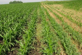 Prevén que la sequía provoque la pérdida de hasta el 30% de la cosecha de maíz