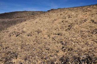 Galicia y Portugal lideran un proyecto para la recuperación de suelo forestal quemado