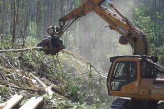 ¿Qué cambia en la normativa forestal para 2019?