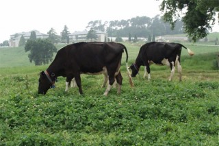 Influencia del pastoreo en la calidad de la leche de las vacas