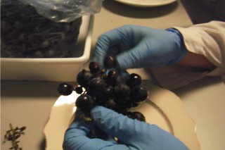 La posición en el racimo y los fungicidas influyen en el aroma de uvas y vino