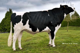 Los mejores toros Holstein de España son gallegos