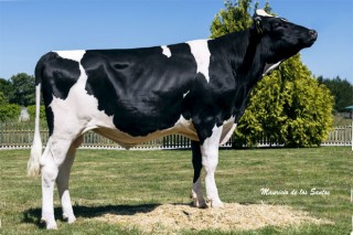El 60% de los mejores toros Holstein de España son de Xenética Fontao