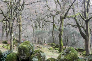 Primeros siete montes inscritos en el Registro de Masas Consolidadas de Frondosas Autóctonas de Galicia
