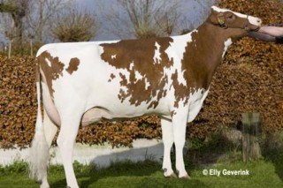 Embriomarket lanza una oferta de nuevos embriones Holstein