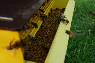 Curso sobre recolección y uso de propóleo en apicultura