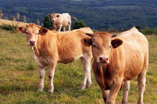 Bajada en el ganado de recría y estabilidad en Ternera Gallega