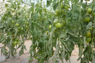 El CIAM espera lograr este año semillas mejoradas de pimientos y tomates gallegos