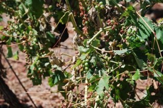 La Xunta no declarará zona catastrófica los viñedos del Bibei afectados por el pedrisco
