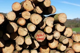 Requerimientos de madera de la industria gallega de tablero