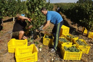 Galicia prevé cerrar la vendimia 2022 con 69 millones de kilos de uva de excelente calidad