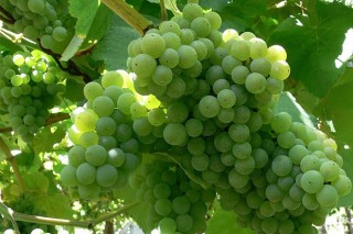 Estado de la uva en Rías Baixas y cuidados durante esta semana