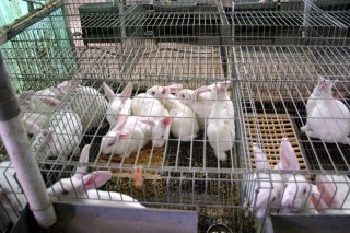 Denuncian que los grandes mataderos de conejo abandonan a las granjas independientes