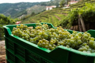 Ribeira Sacra ya ha vendimiado 2 millones de kilos de uva