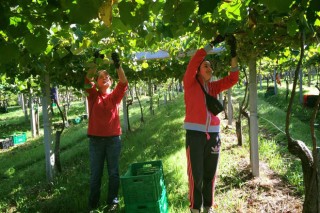 En Galicia se recogerá un 20,85 % más de uva y de calidad “excelente”