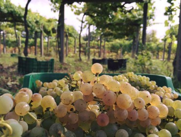 La Xunta simplifica la declaración de cosecha de uva de los viticultores gallegos