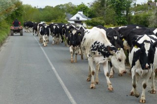 ¿Que dice la ley sobre la circulación de ganado por carreteras?