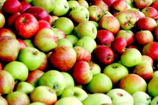 Hijos de Rivera prevé este año duplicar las compras de manzana gallega para elaborar sidra Maeloc