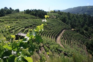 Jornada sobre viticultura en la Semana Verde de Galicia