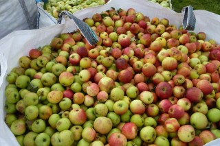 Estrella Galicia busca productores de manzana de sidra en Galicia