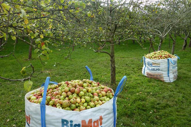 Curso sobre cultivo de árboles frutales en Galicia - Campo Galego