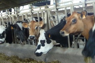 Galicia aumenta la producción de leche en mayo un 4,78% frente al 2,08% de media estatal