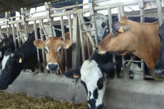 Circular del Fega sobre la ayuda para la reducción de la producción láctea