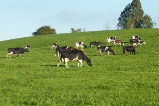 Las explotaciones lácteas gallegas siguen aumentando la producción en septiembre