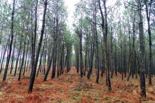 Inquietud en el sector forestal por el bloqueo de las ventas de pino a Portugal