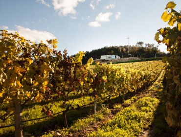 Jornada de la Evega sobre “Las estrategias de sostenibilidad ambiental en la vitivinicultura”
