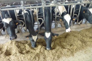Galicia mantuvo estable su volumen de producción de leche en 2016