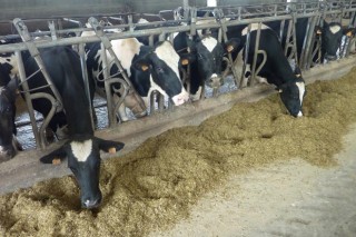 La ausencia de medidas ante los excedentes lácteos hace prever una difícil primavera