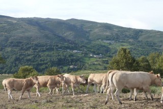 Expertos destacan el potencial de la montaña gallega para ganadería de calidad