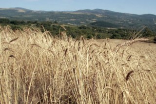 Consenso en el Parlamento sobre la necesidad de paliar las pérdidas del cereal en A Limia