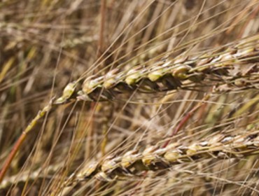Jornada sobre buenas prácticas agrarias en el cultivo del trigo del país