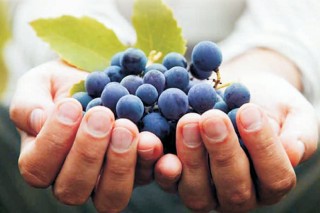 La EVEGA organiza mañana en Monterrei una jornada sobre viticultura ecológica