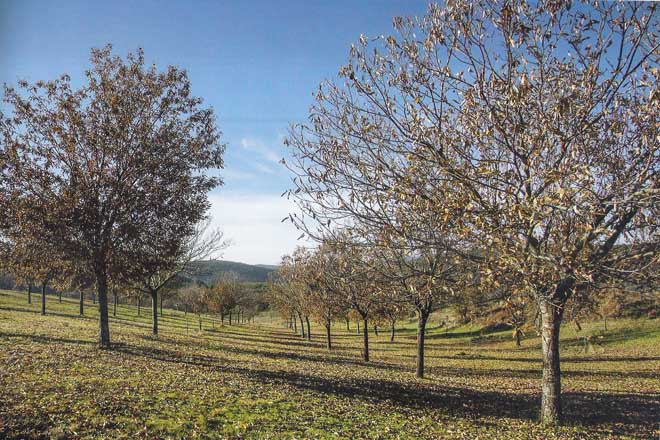 Plantación y cuidados del soto para la producción de castaña - Campo Galego