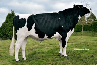 El mejor toro Holstein de España es gallego