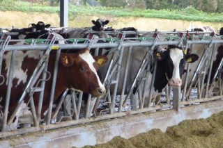 Rabobank cree que los precios de la leche repuntarán hacia 2017