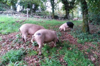 Jornada técnica sobre crianza sostenible del cerdo celta en los robledales y sotos gallegos