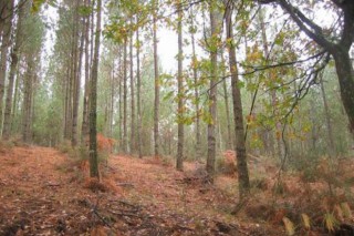 Medio Rural aumenta partidas para el sector forestal en los presupuestos 2016