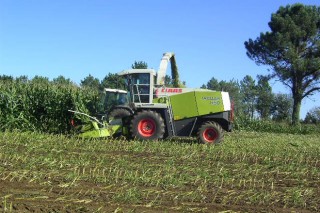 La PAC que se aplicará en Galicia mantiene las limitaciones para el cultivo de maíz forrajero